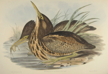 John Gould Birds of Australia